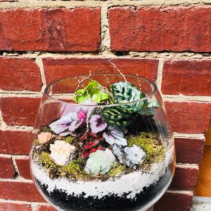 Terrariums