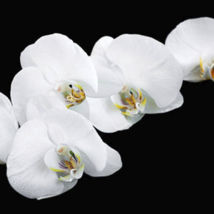 Orchids